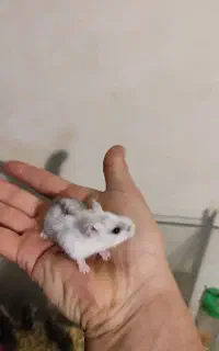 همستر کوتوله بامزه