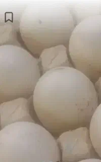 فروش تعدادی تخم اردک خارجی