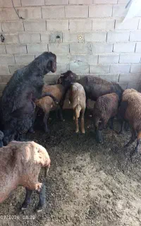 قوچ قزل افشار