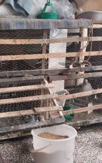 لانه کبوتر یا مرغ
