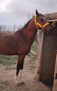 اسب سواریدار