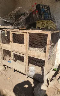 قفس دو طبقه پرنده