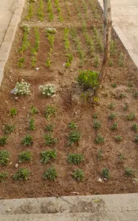 زمین شما را زیبا کنید