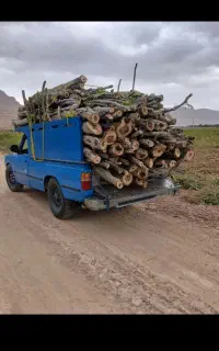درخت.چوب.