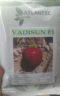 گوجه نشا گل خانه