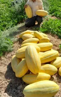 خربزه مشهدی