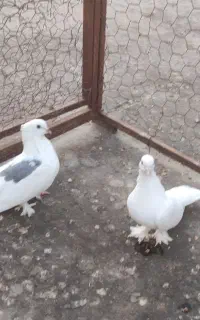 جفت پاپر