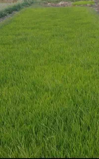 نشا برنج عالی