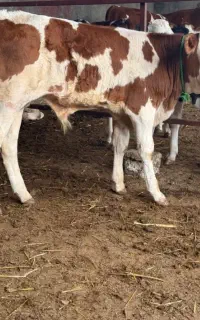 فروش ویژه گوساله سیمنتال