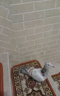 کفتر هفت رنگ خطی قزوینی