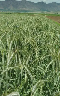 گندم هاردآمریکایی