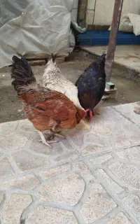 3عدد مرغ محلی جوان