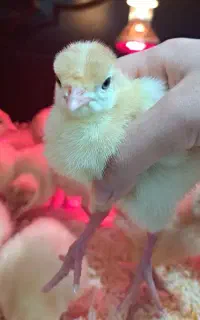 جوجه بوقلمون بیوتی گوشتی