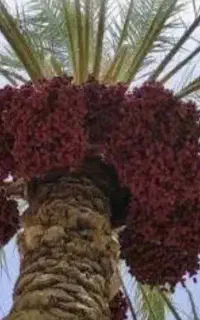 اجاره خرما
