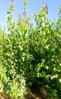 تضمین باردهی