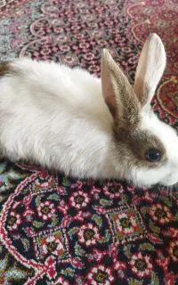 خرگوش زیبا