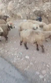 نیازمند چوپان و استخدام چوپانی