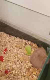 همستر خارجی و خانگی