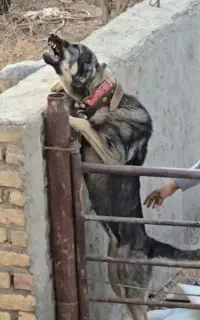 واگذاری سگ پژدر نگهبانی وگله ۱۵ماهه