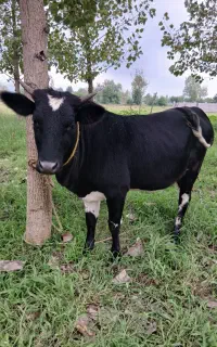 لیشه اث مخصوصه خانه دار