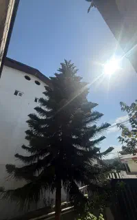 کاج مطبق ۸متری