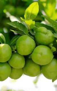 فروش نهال گوجه سبز