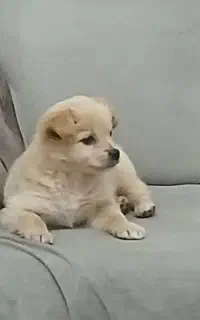 سگ پامر با تمام وسایل