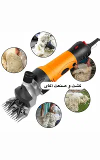 پشم زن برقی گوسفند تنوع زیاد