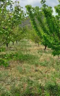 باغ در روستای درویش کندی به فروش می‌رسد