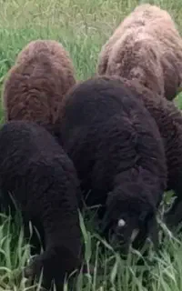 نیازمند چوپان ماهر