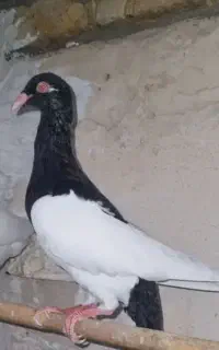 کبوتر یهودی سیاه