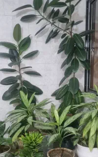 فروش ده عدد گل سرحال
