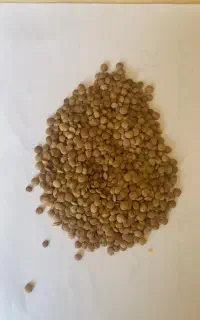 عدس روس