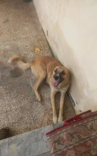 سگ دورگه بشدت حرف گوش