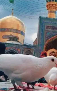 کاروان امام رضا بمناسبت تولد امام رضا