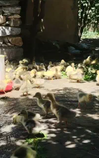 خروس مرغ