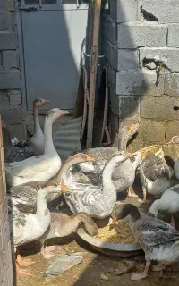 فروش غاز محلی درشت ۱۱ماهه نزدیک ب تخم