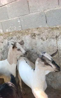 کهره نر وماده سومال