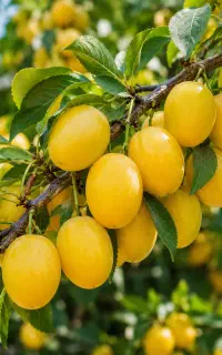 تولید نهال آلو زرد بخارا