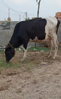 گاو گوساله دار ماده