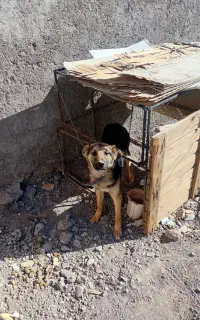 سگ ژرمن میکس