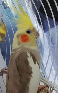 عروس هلندی نر و ماده و یکی بچه و چهار تا تخم