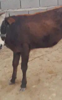 گمشده سرقت شده