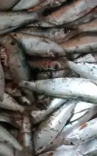 حشینه تازه امشب