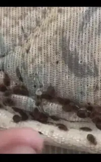 سمپاشی ضمانتی ساس سوسک موش کک تمام نقاط مشهد