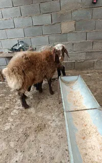 دو عدد بره نر