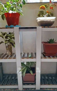 استند گل