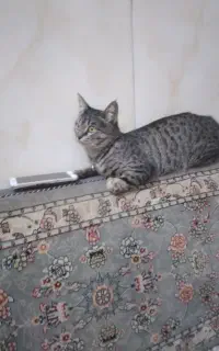 گربه گمشده