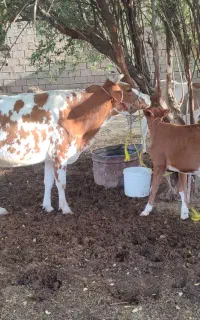 گاو جرسی با گوساله ماده خارجی
