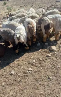 بره فروشی